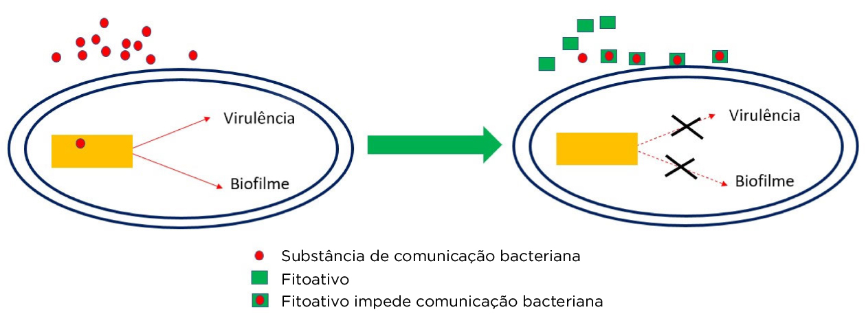 imagem02