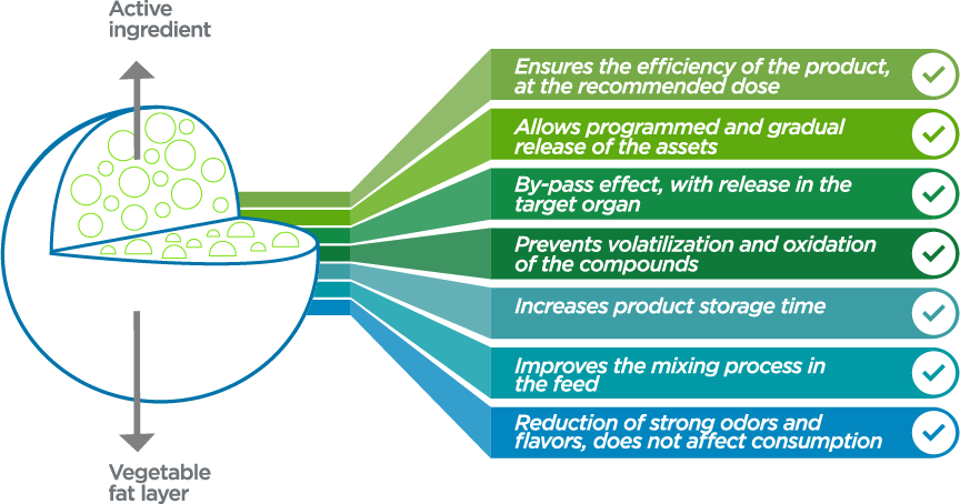 Ativo 12fitoativos-important-informations-01